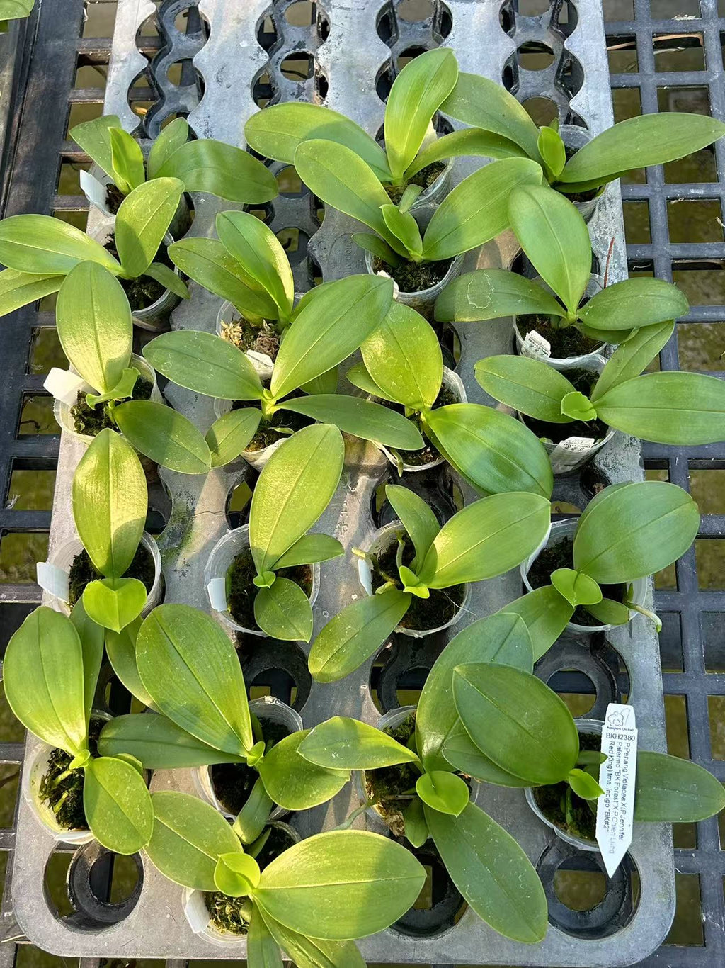 Phalaenopsis (Penang Violecea ‘BK forest’ X (Jennifer Palermo X Chien Lung Red King) fma. indigo ‘BK#2’)