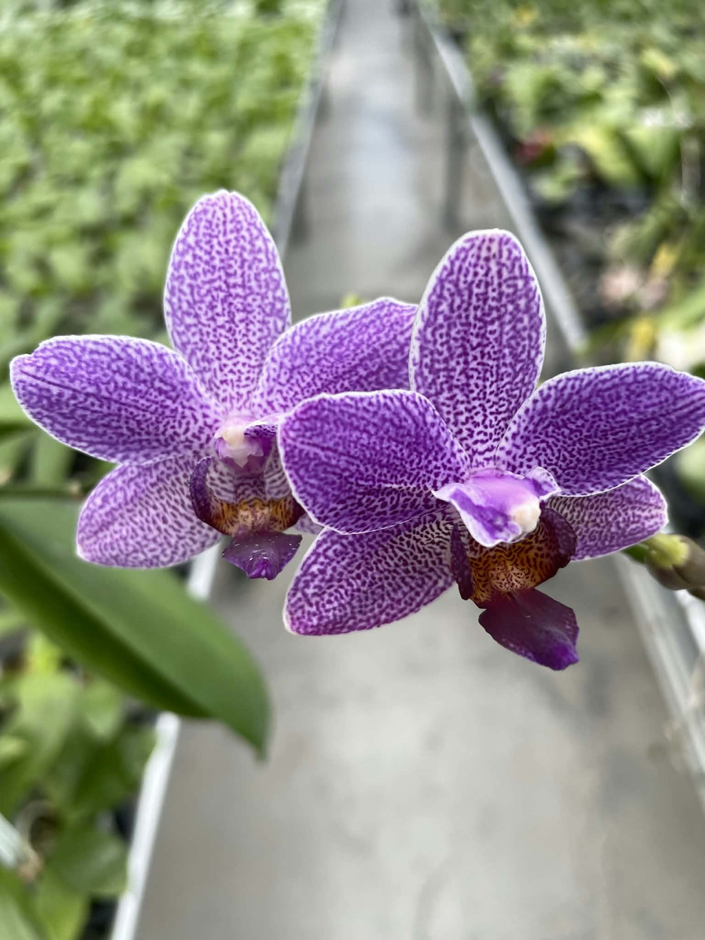 Phalaenopsis Vivian Palerma ‘YL69’