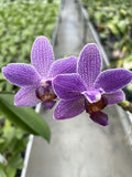 Phalaenopsis Vivian Palerma ‘YL69’