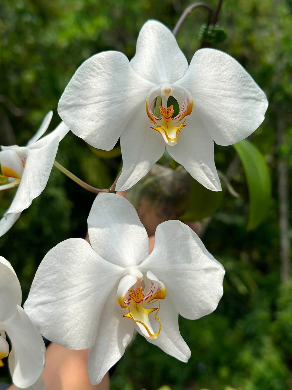 Phalaenopsis amabilis from Kalimantan x sib