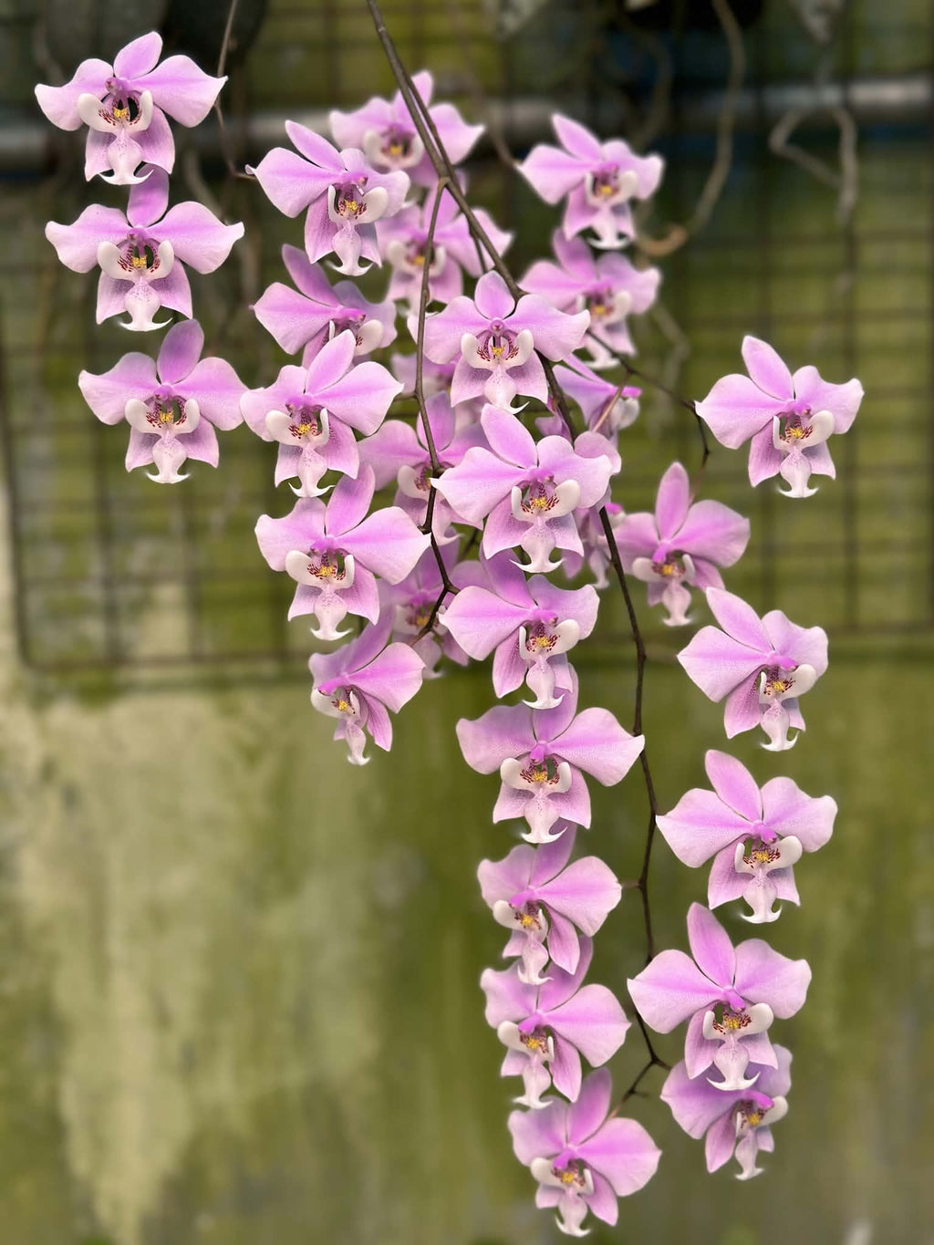 Phalaenopsis schilleriana ‘FeiYan’
