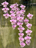 Phalaenopsis schilleriana ‘FeiYan’