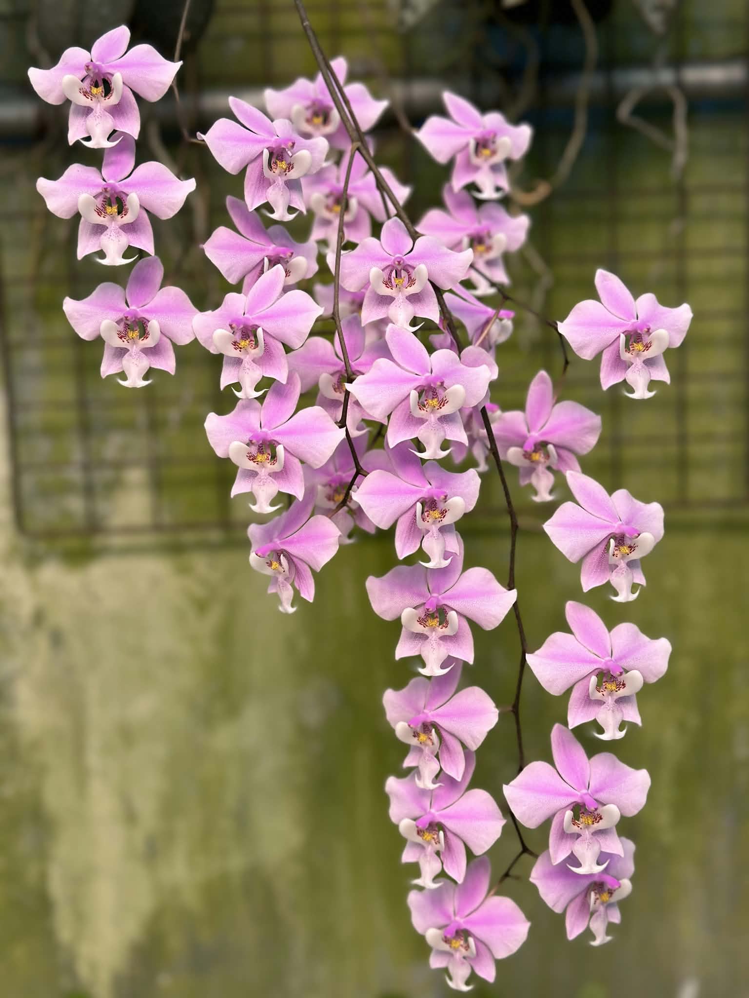 Phalaenopsis schilleriana ‘FeiYan’