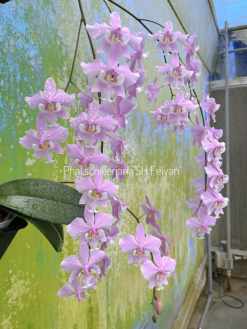 Phalaenopsis schilleriana ‘FeiYan’