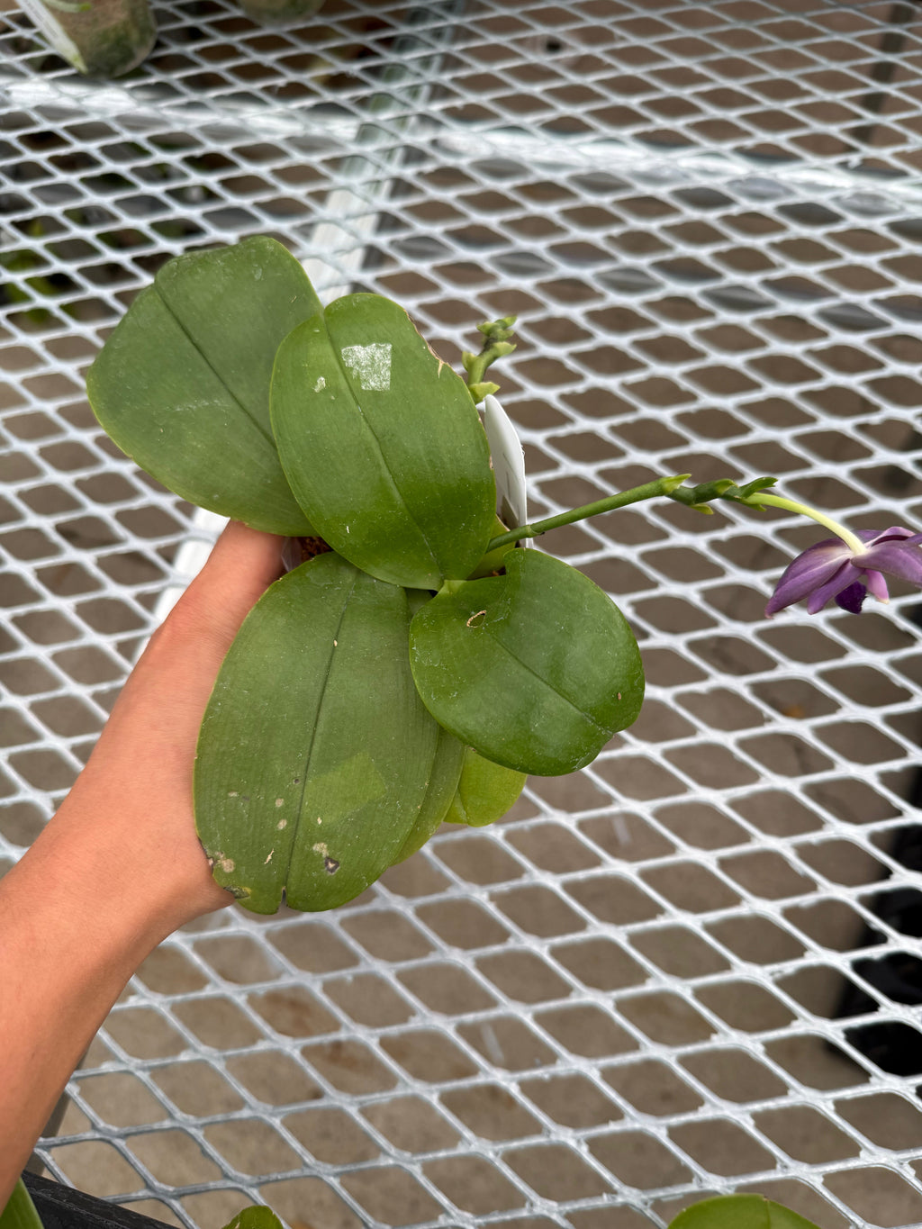 Phalaenopsis BKH2252