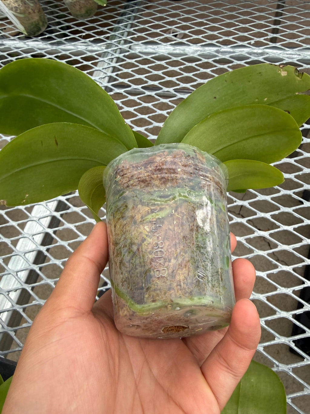 Phalaenopsis BKH2252