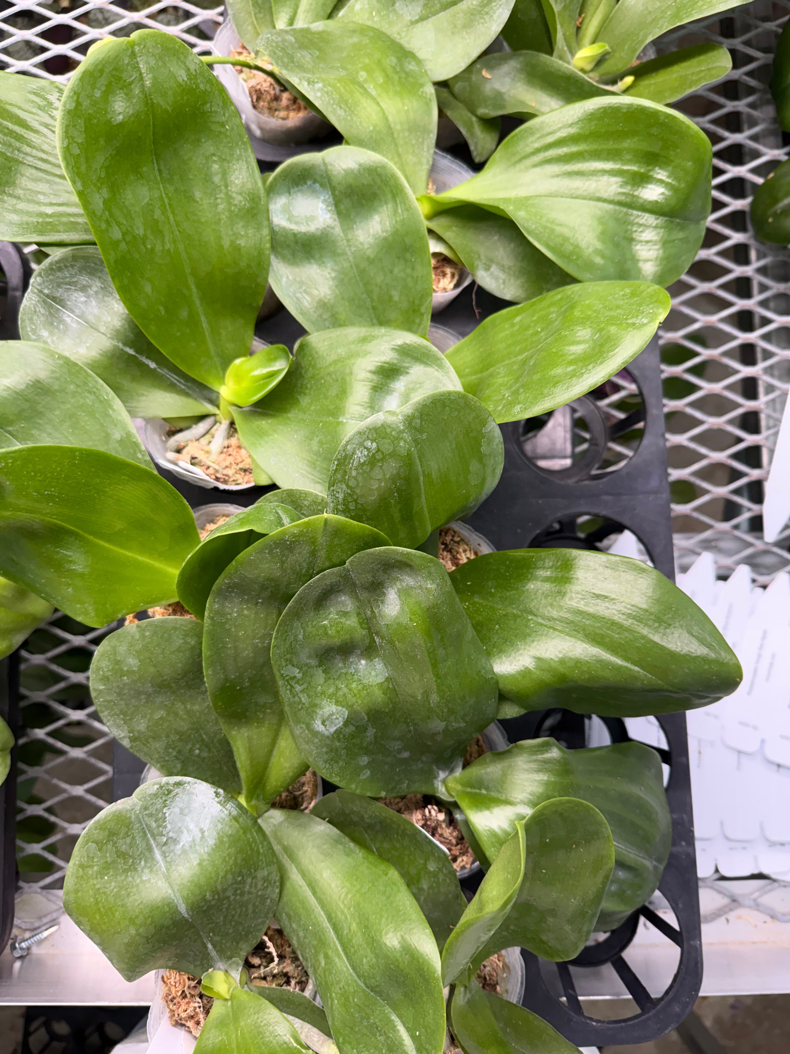 Phalaenopsis Patti Lee SM/WOC2021