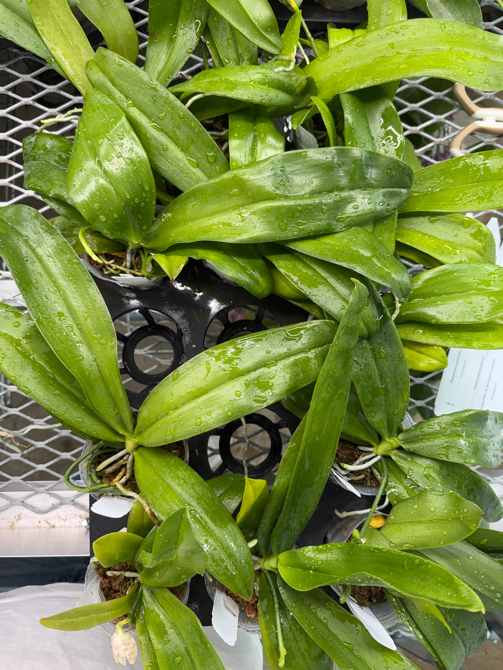 Phalaenopsis zebrina x sib