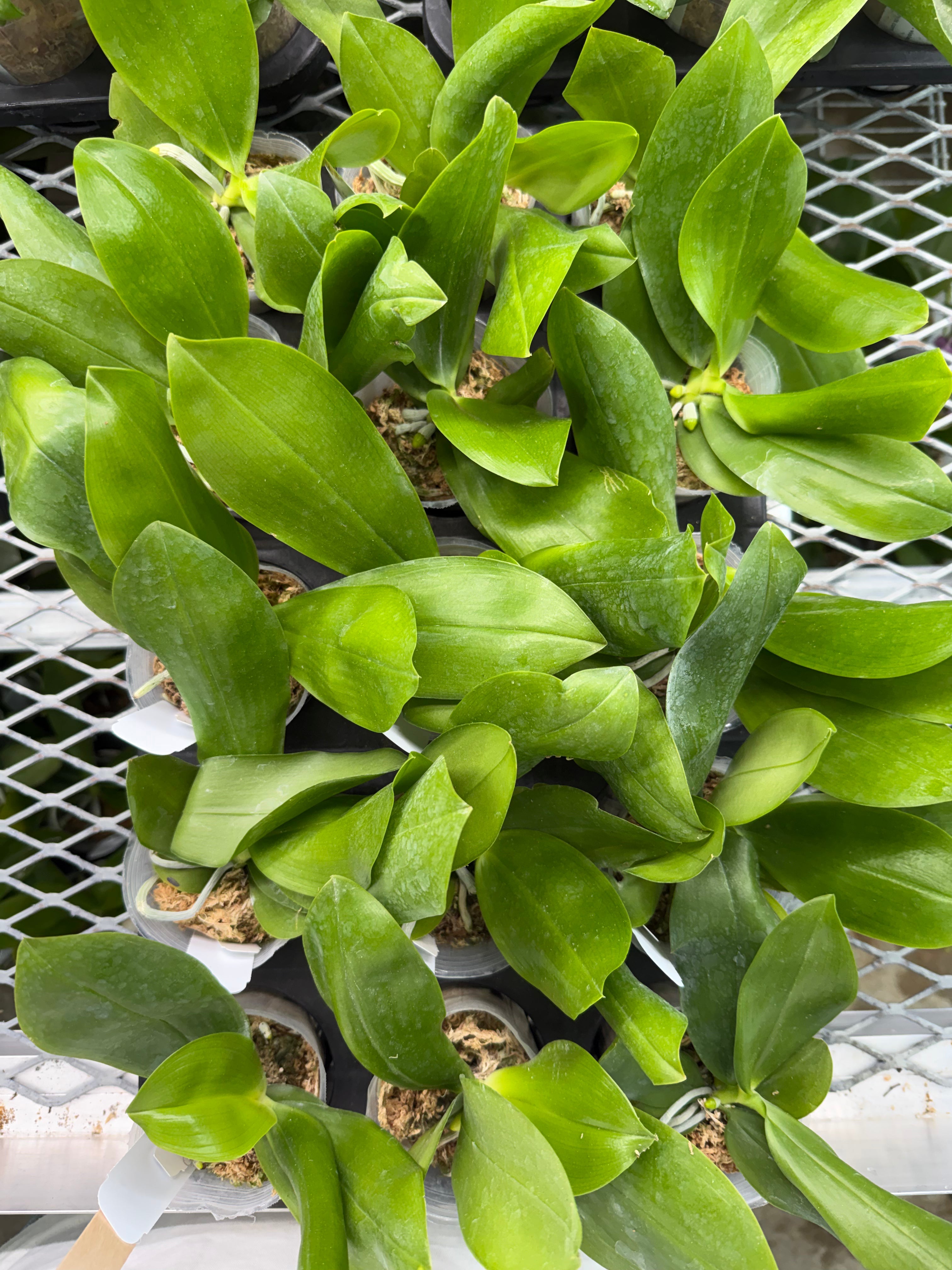 Phalaenopsis speciosa ‘YL28’