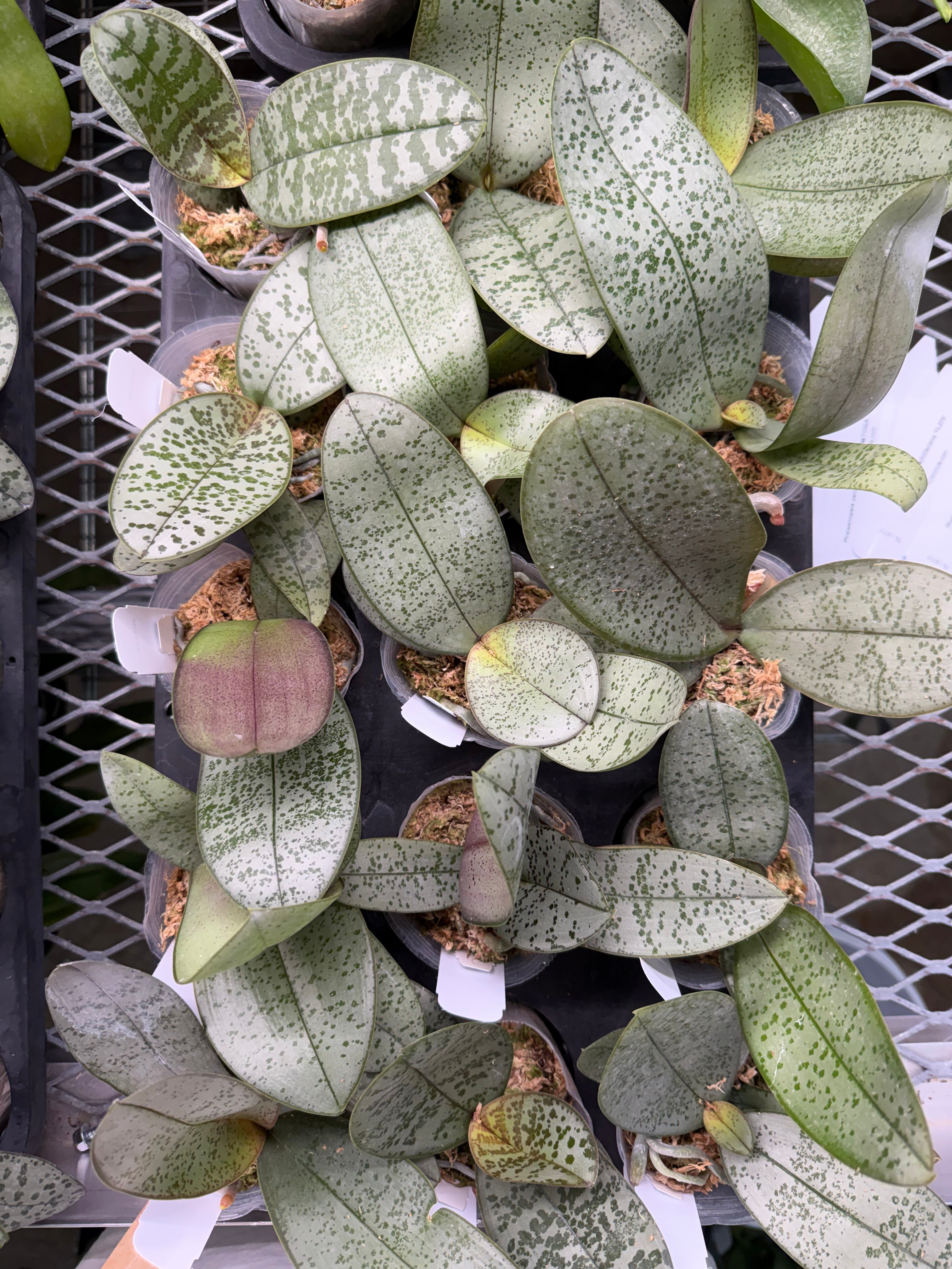Phalaenopsis (Philishill x Rothschildiana)