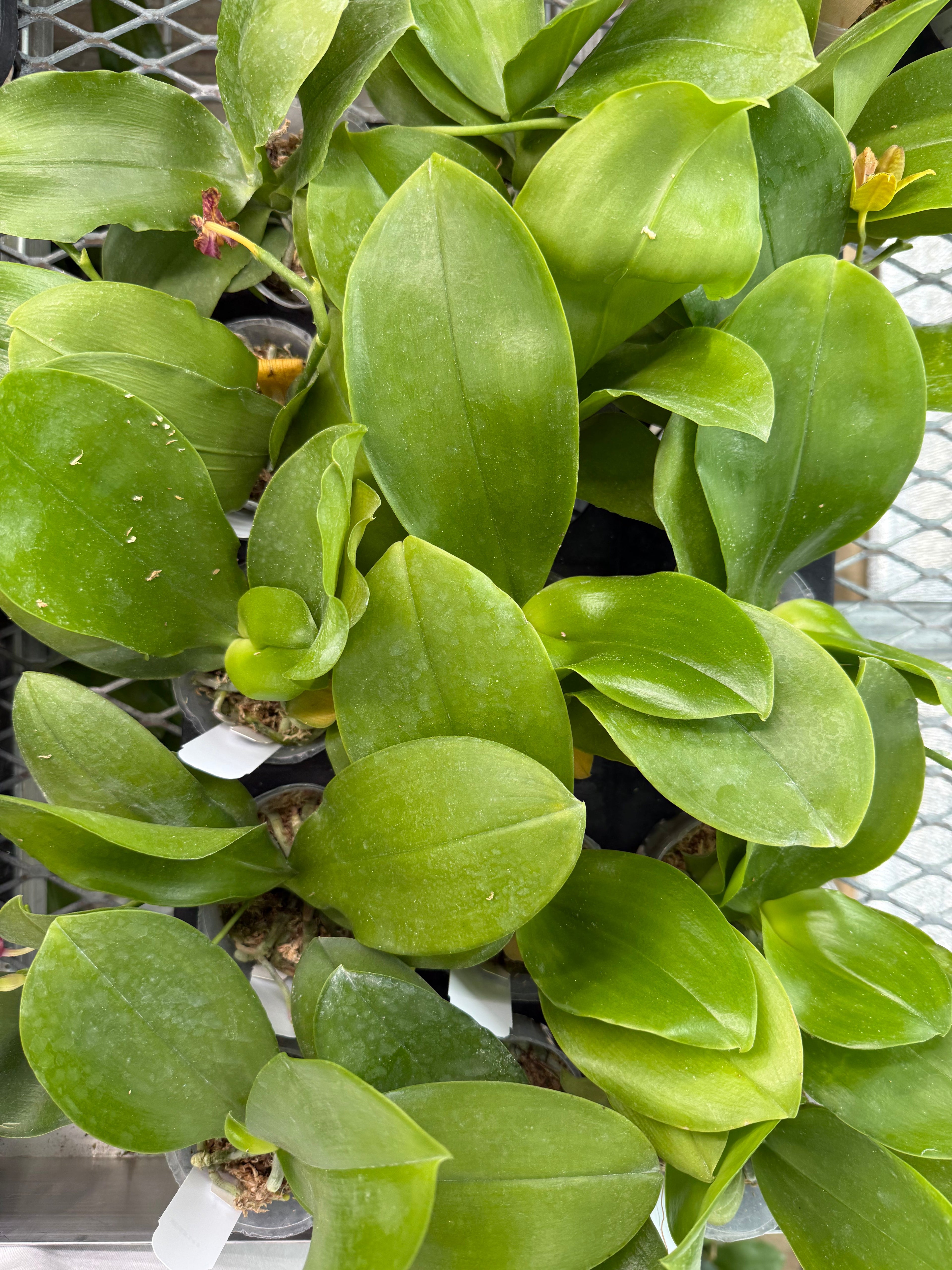 Phalaenopsis (Ludde - Violacea AM/AOS x Yongli Lu Star)