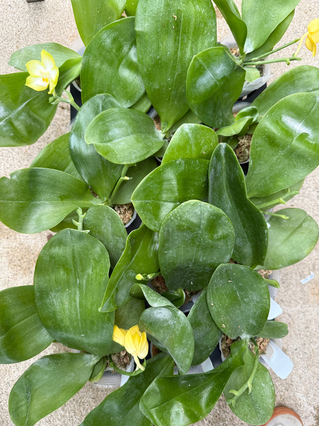 Phalaenopsis Patti Lee 'YL98’