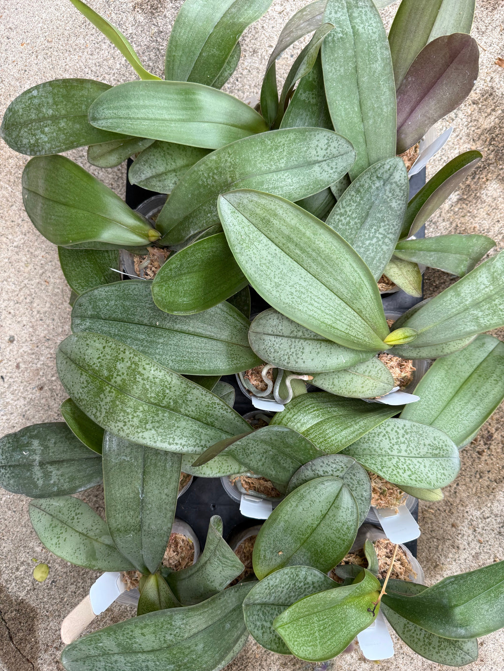 Phalaenopsis (amabilis Jaya Irean X stuartiana nobilis)