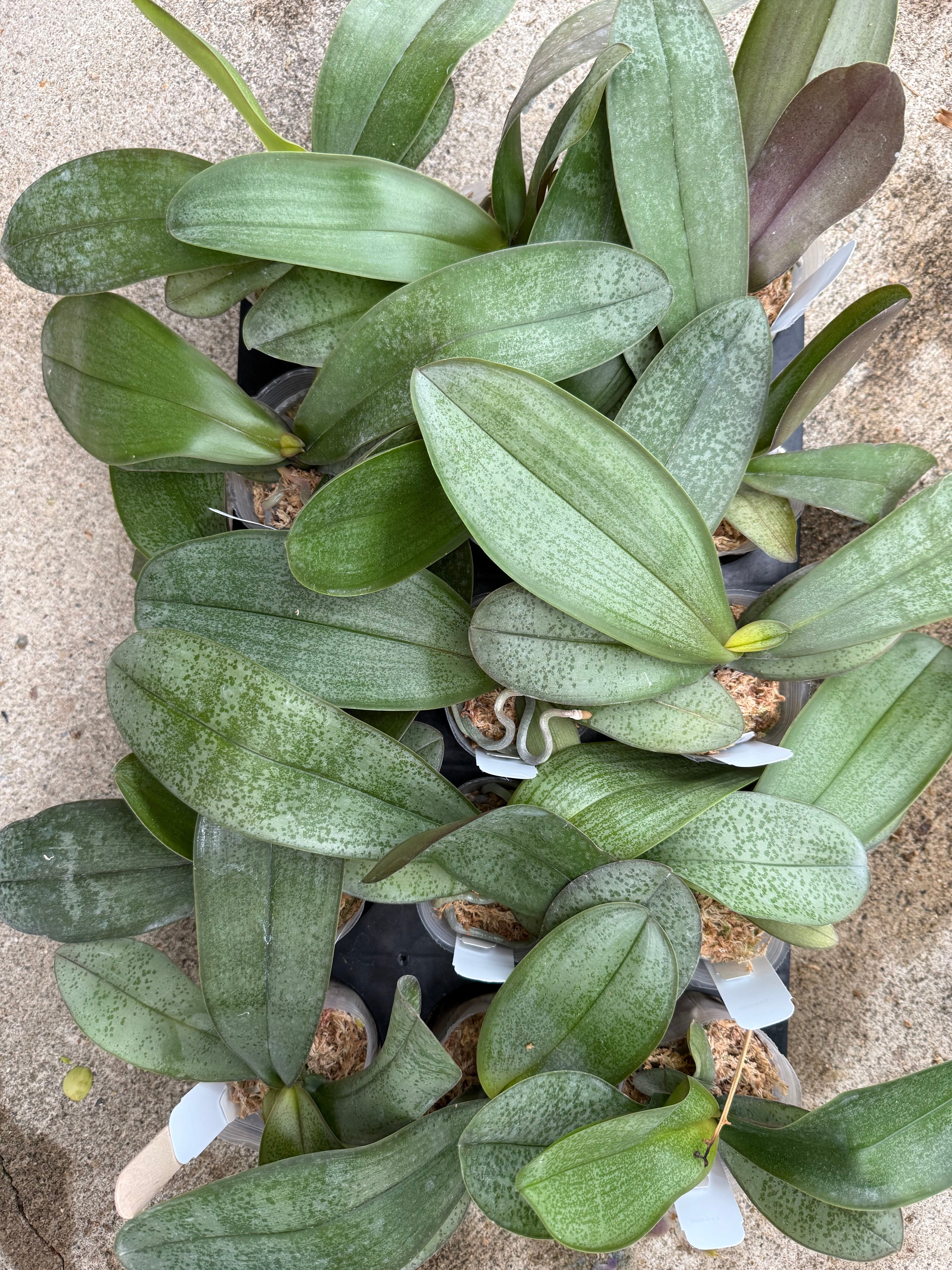 Phalaenopsis (amabilis Jaya Irean X stuartiana nobilis)