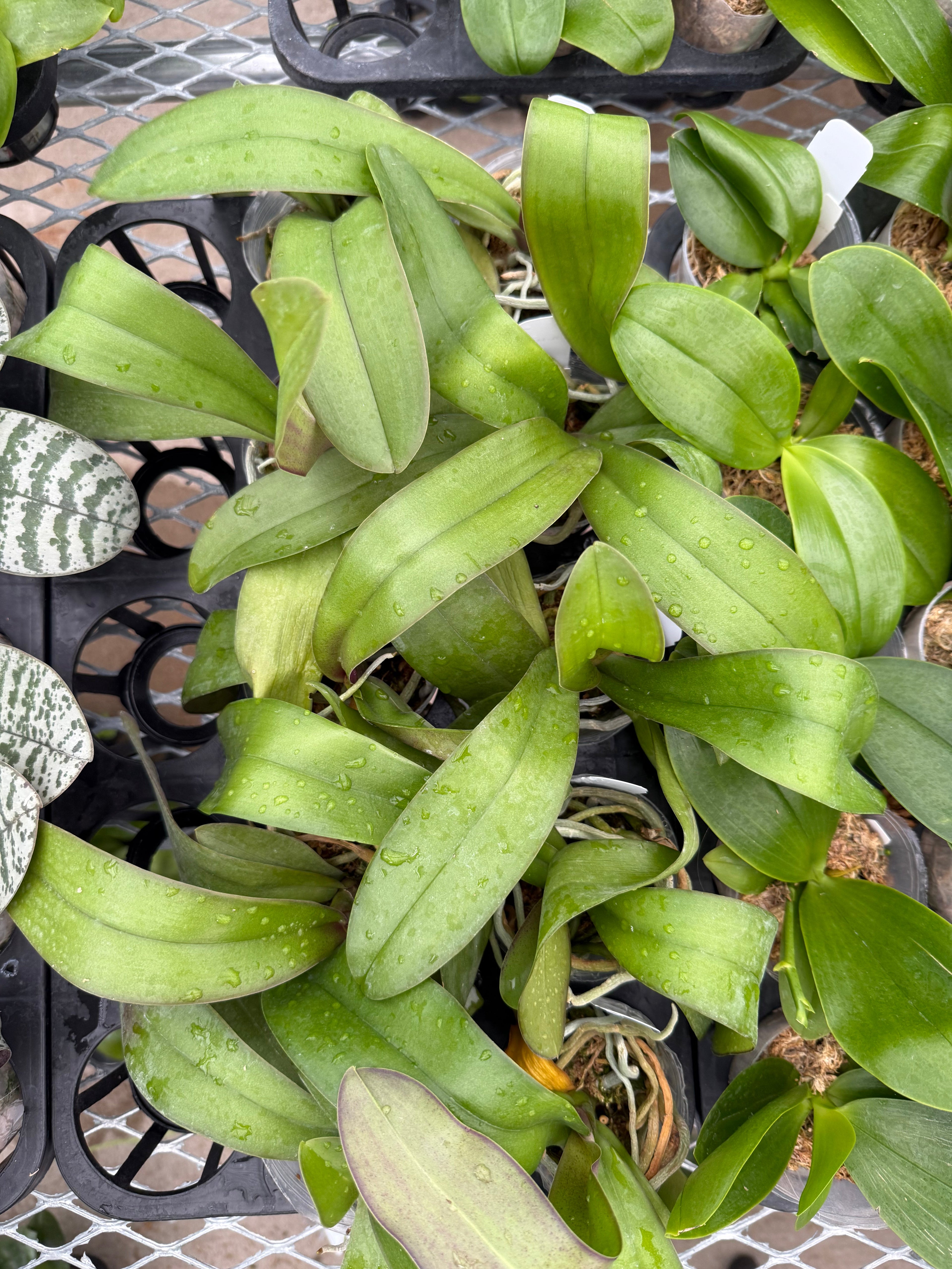 Phalaenopsis amabilis Surabaya x sib