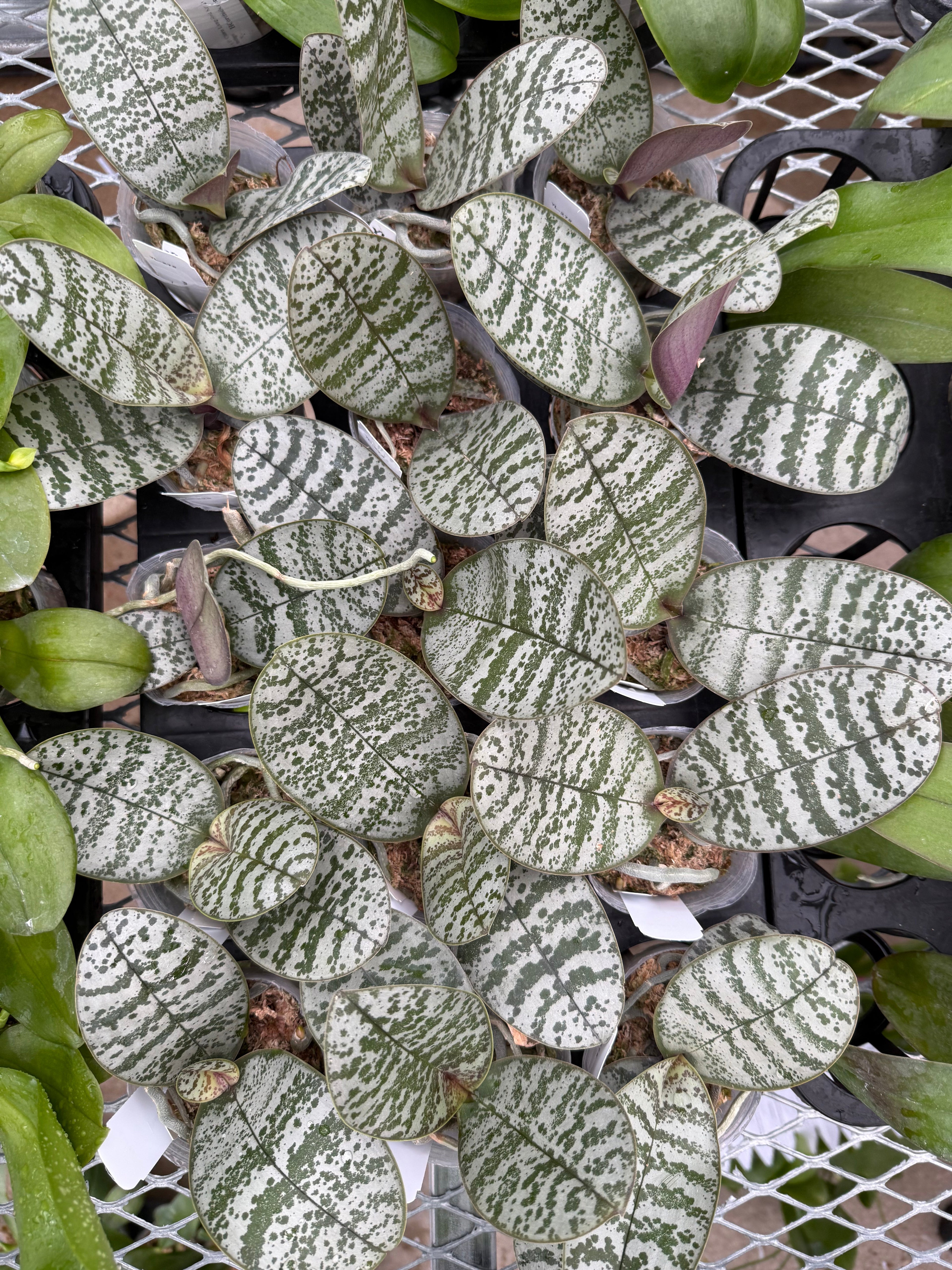Phalaenopsis schilleriana ‘YL275’