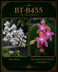 Phalaenopsis (celebensis x Jennifer Palermo ‘粉色海洋’)