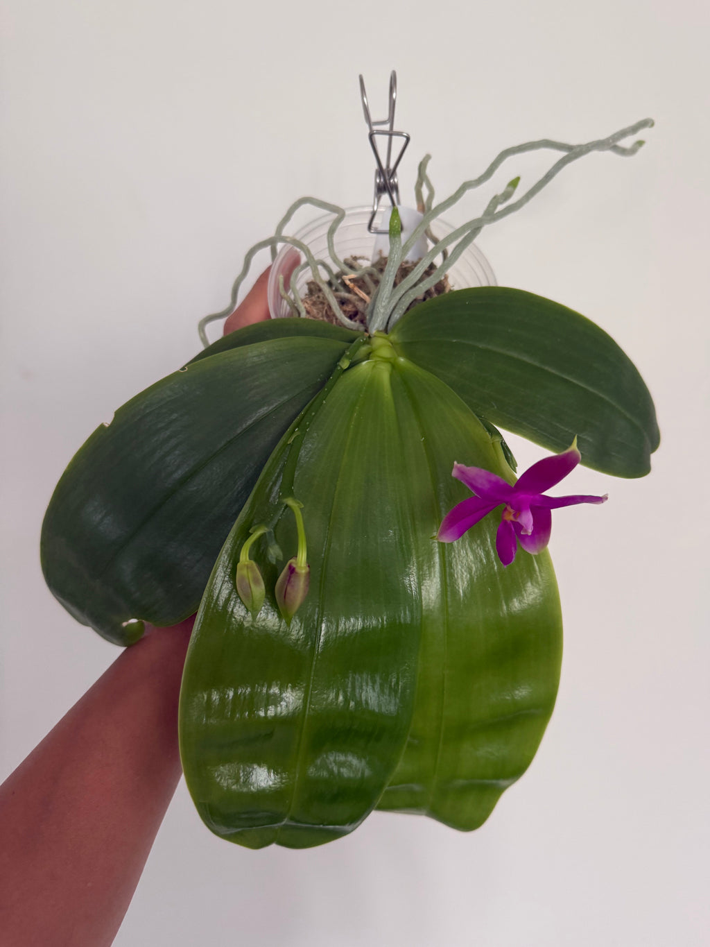 Phalaenopsis (bellina ‘Crystelle’ FCC/AOS x Germaine Vincent ‘ Blue Ridge Sunrise’ HCC/AOS)