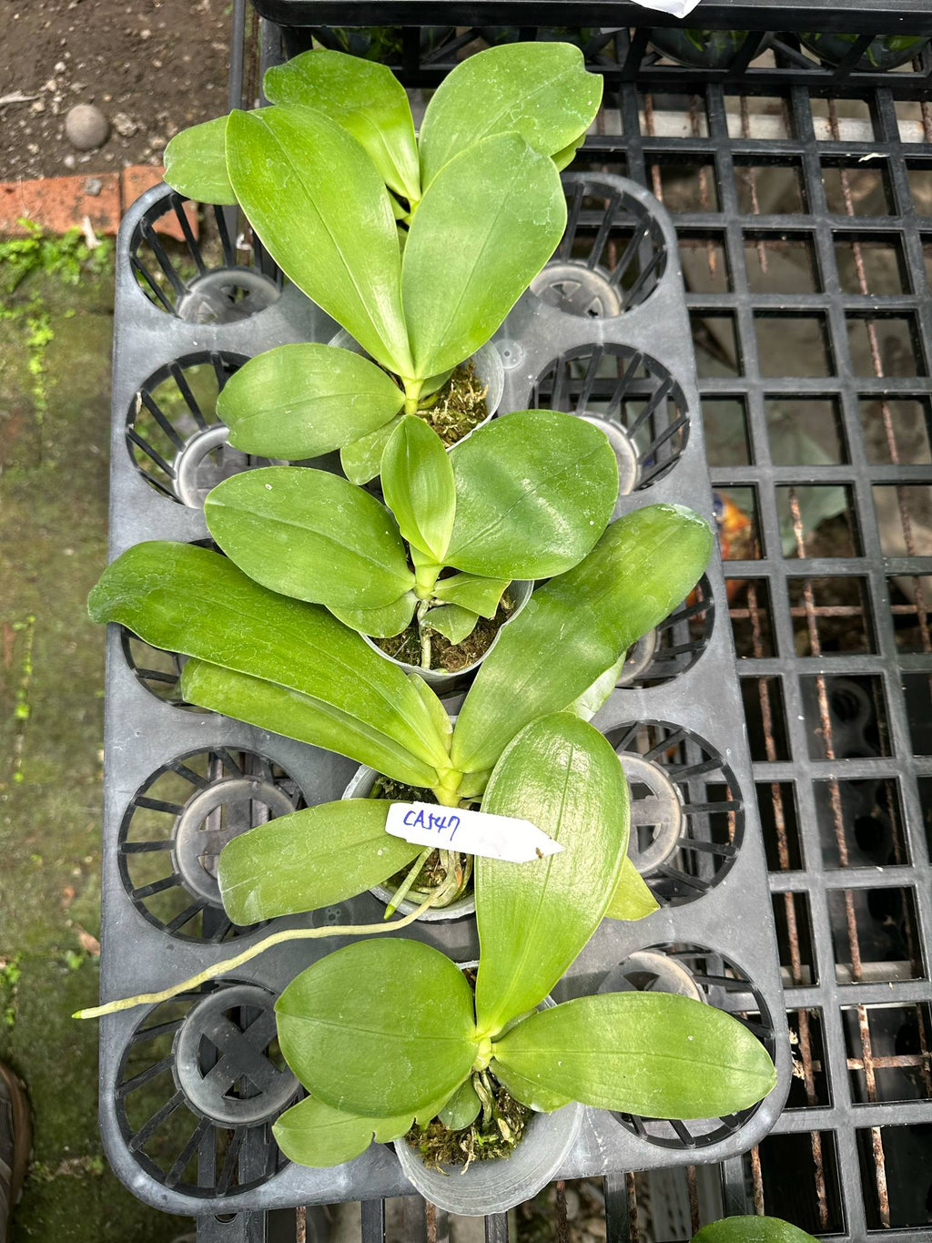 Phalaenopsis (Vinh Long Red Sun x Lee Wai Queen)