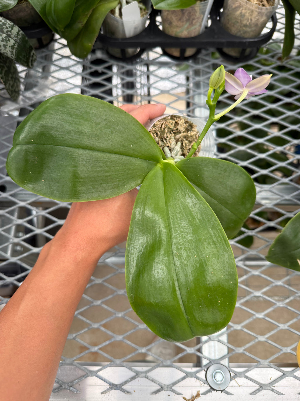 Phalaenopsis MS Blue Sapphire