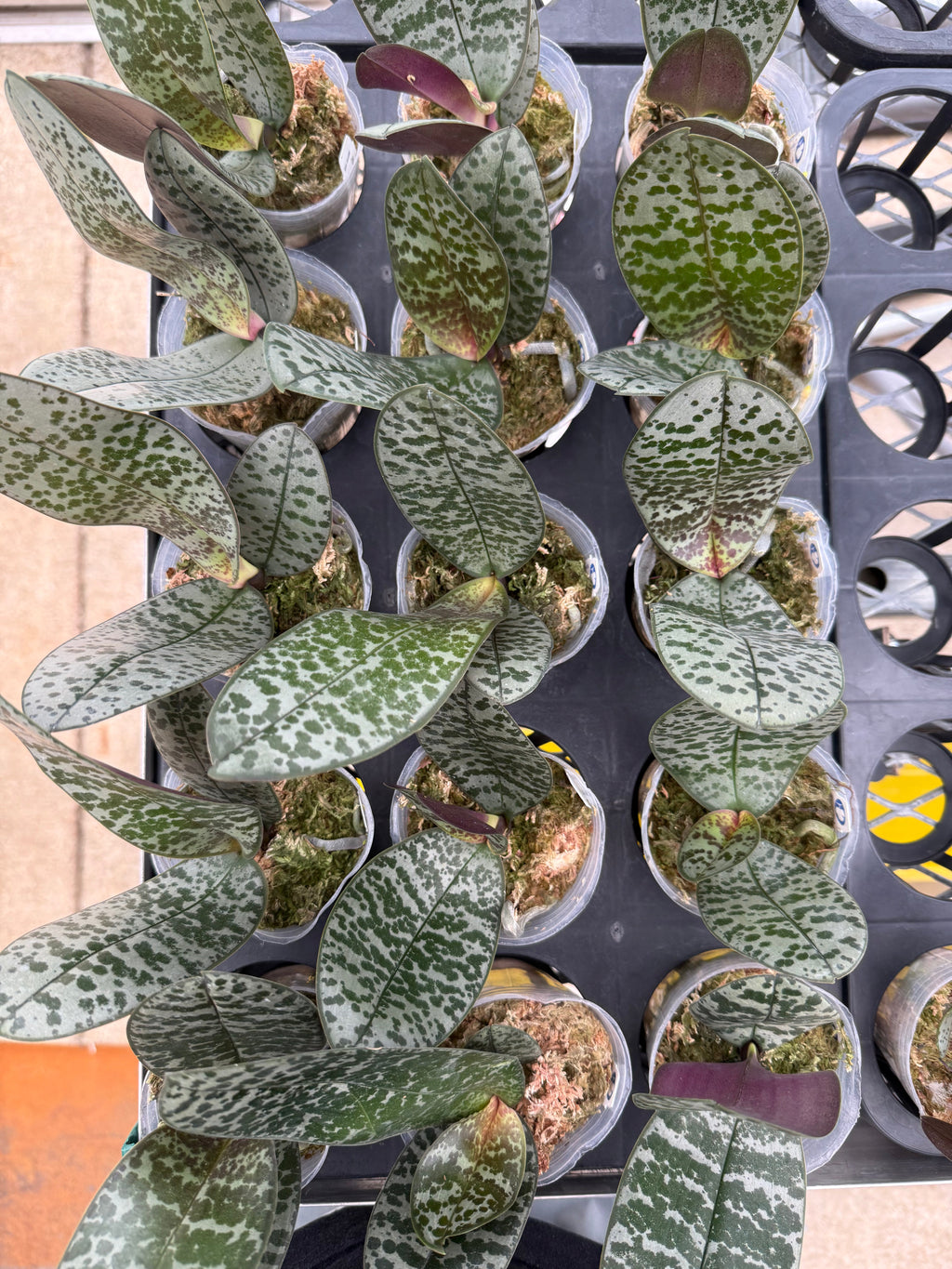 Phalaenopsis schilleriana (巨耀 9cm x 大天后 8.5cm)