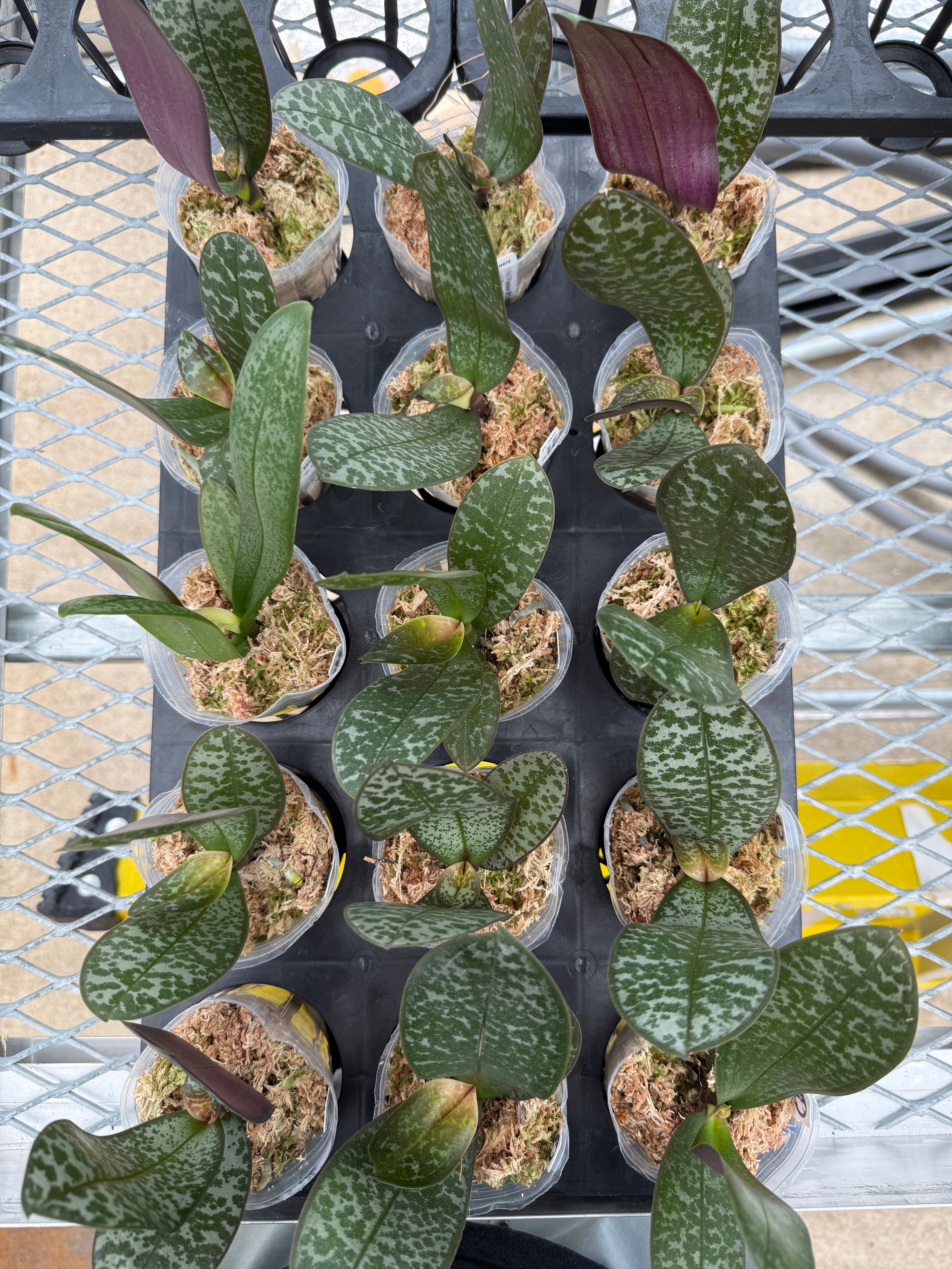 Phalaenopsis (schilleriana ‘扭蛋’ x stuartiana ‘香黄史’)