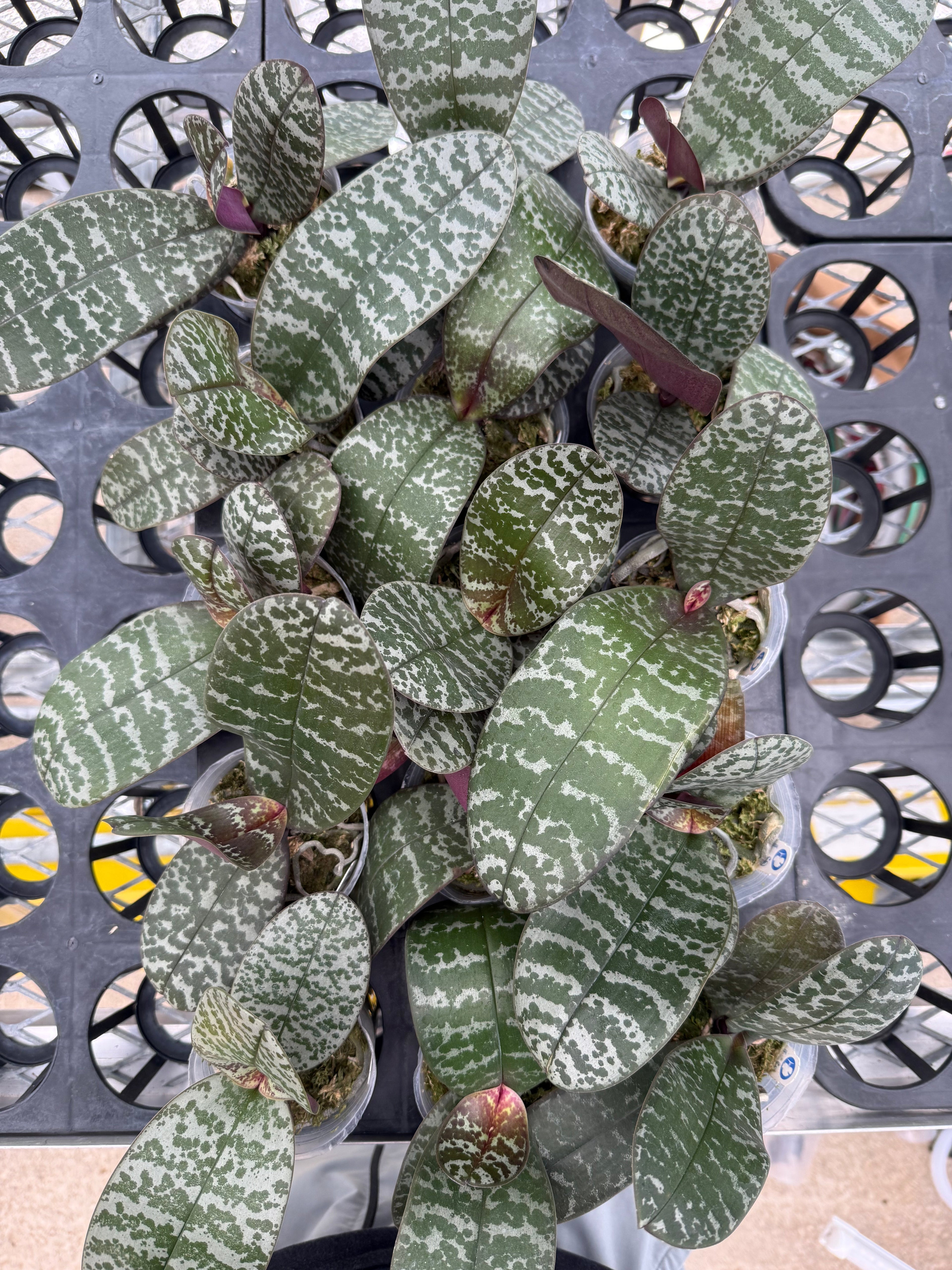 Phalaenopsis schilleriana (风华年代 x DS’s Pride)