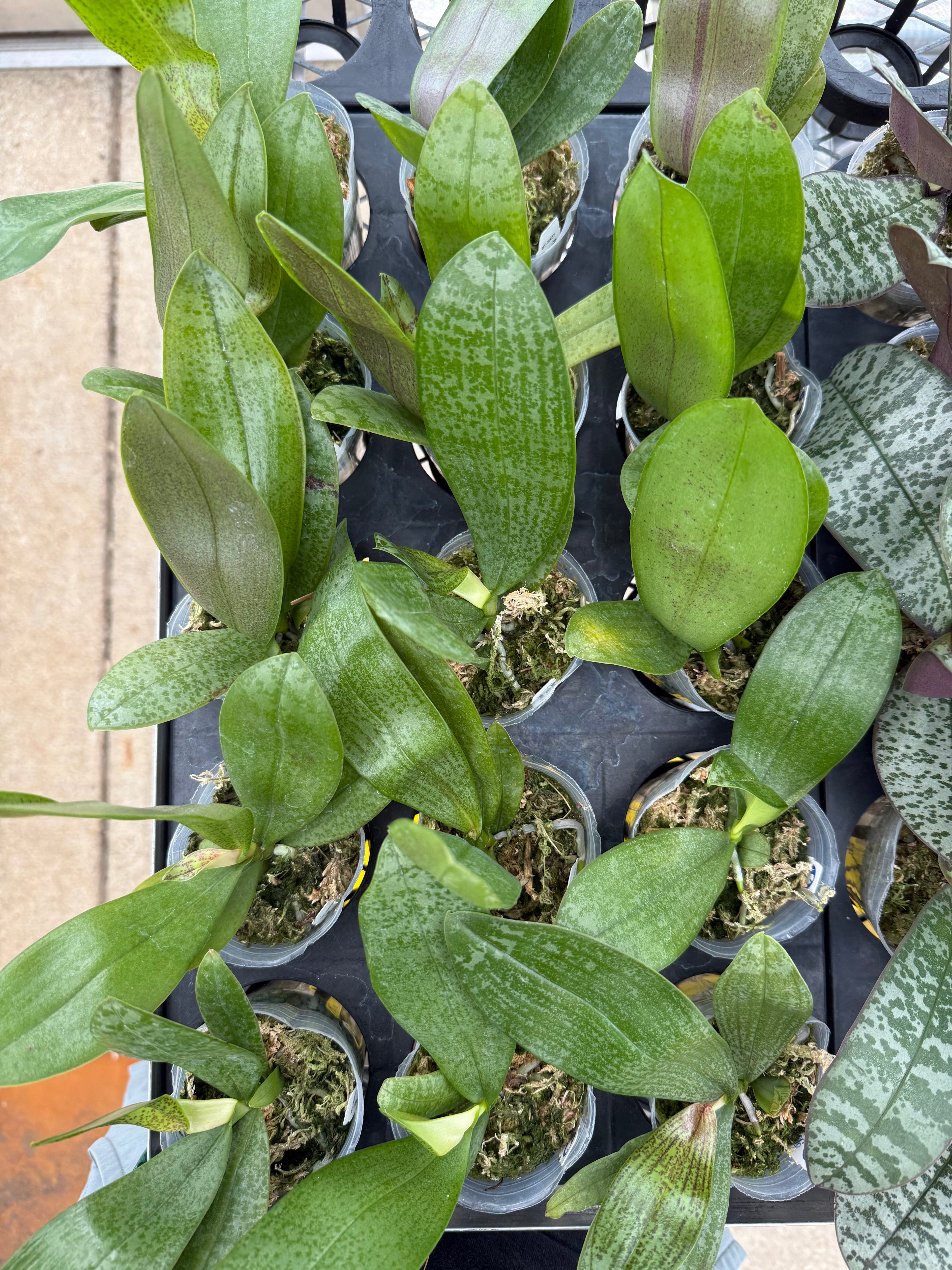 Phalaenopsis (celebensis x Jennifer Palermo ‘粉色海洋’)