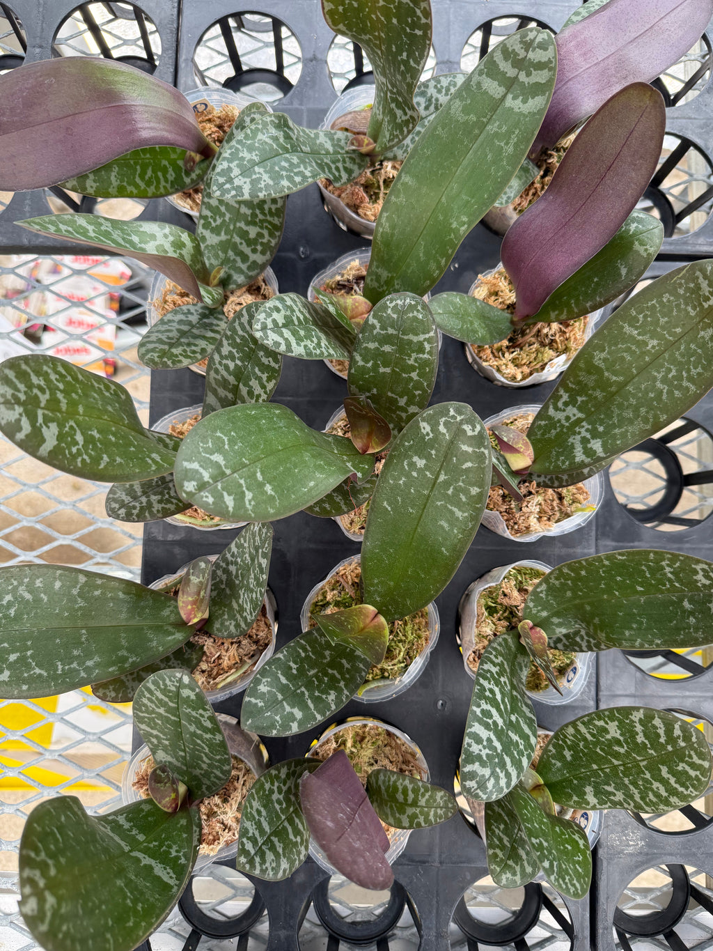 Phalaenopsis (schilleriana ‘DS’s Pride’ x stuartiana ‘麦田’)