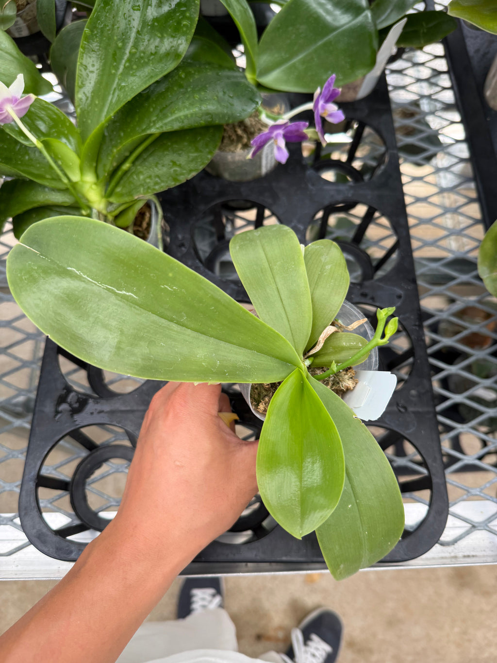 Phalaenopsis Freya’s Blue Velvet
