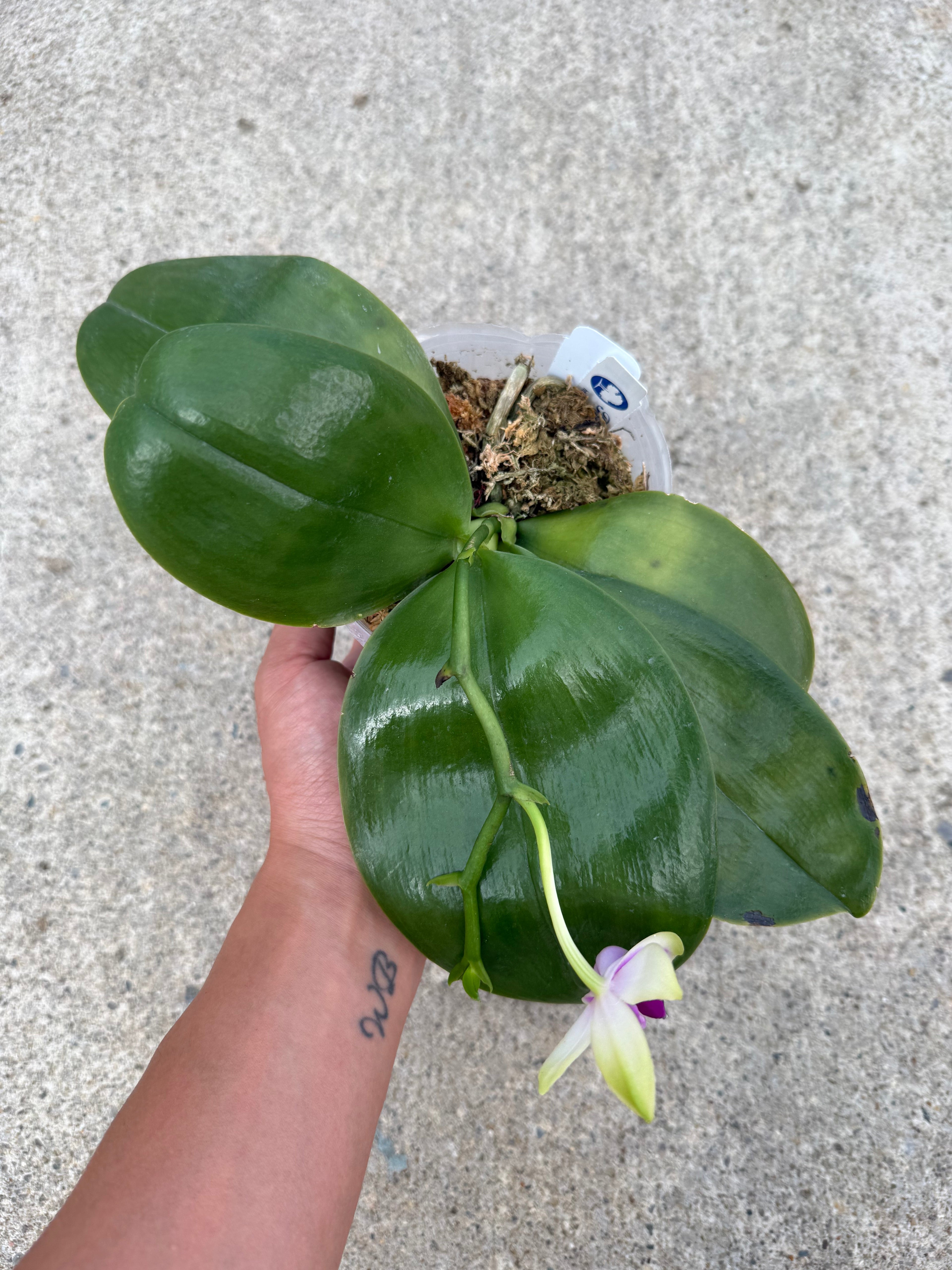 Phalaenopsis bellina Fire Type Select