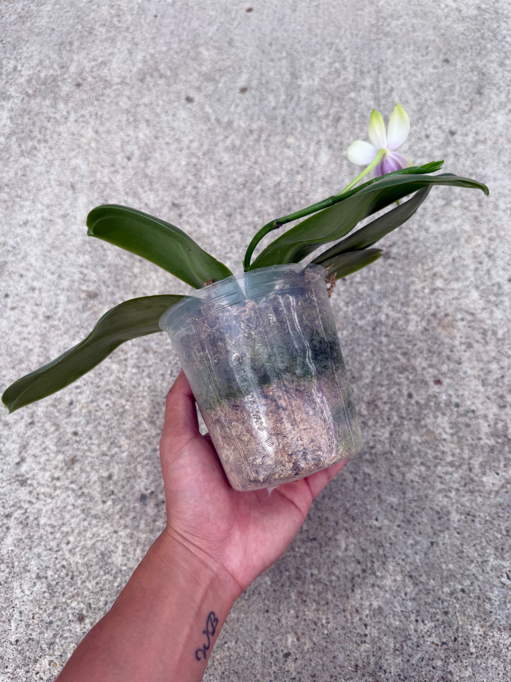 Phalaenopsis bellina Fire Type Select
