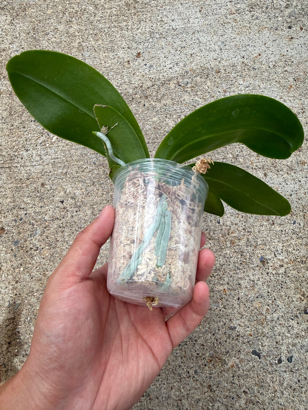 Phalaenopsis (Yin’s Spotted Emerald x Lioulin Blue Parrot)