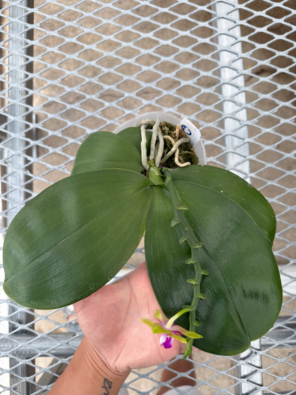 Phalaenopsis (Mituo Golden Tiger x Yungho Gelb Canary)