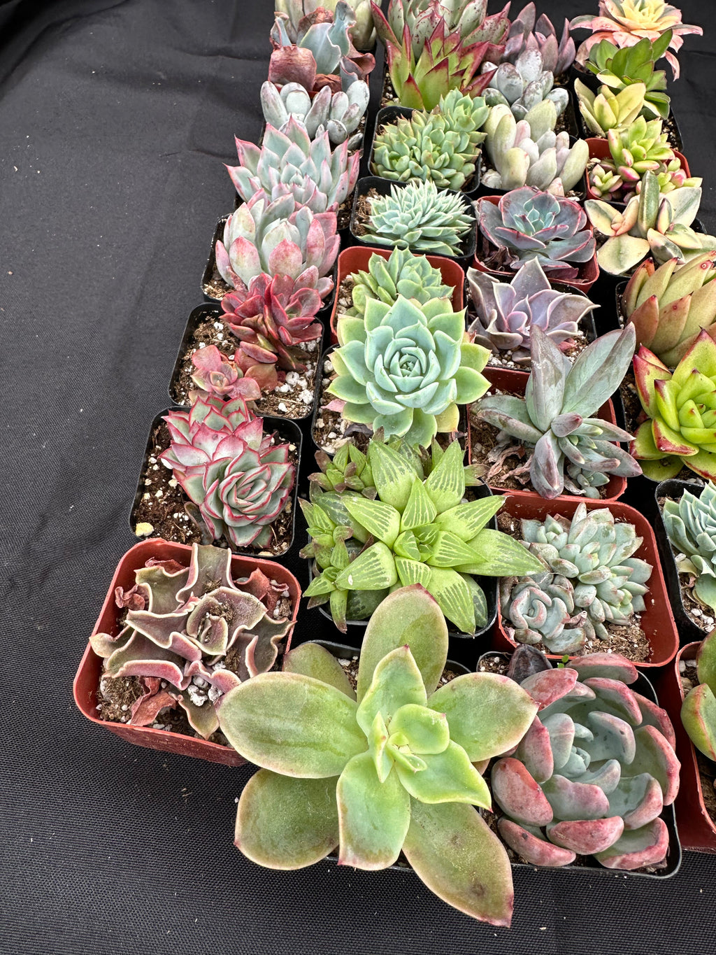 Half Flat Special - 32 succulents in 2” pots