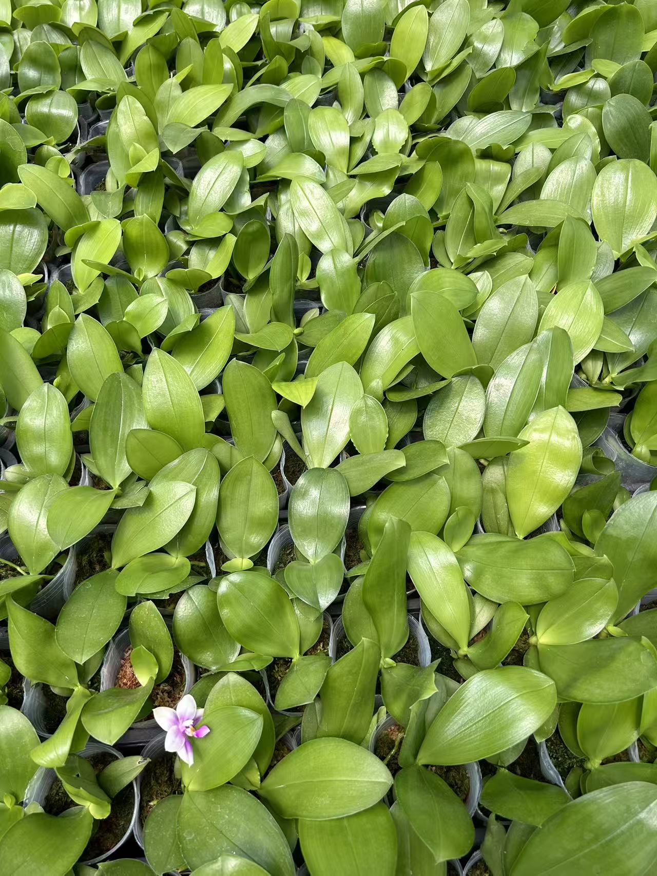 Phalaenopsis ((Penang Violecea) x (Penang Jewel x Yaphon All Friend)