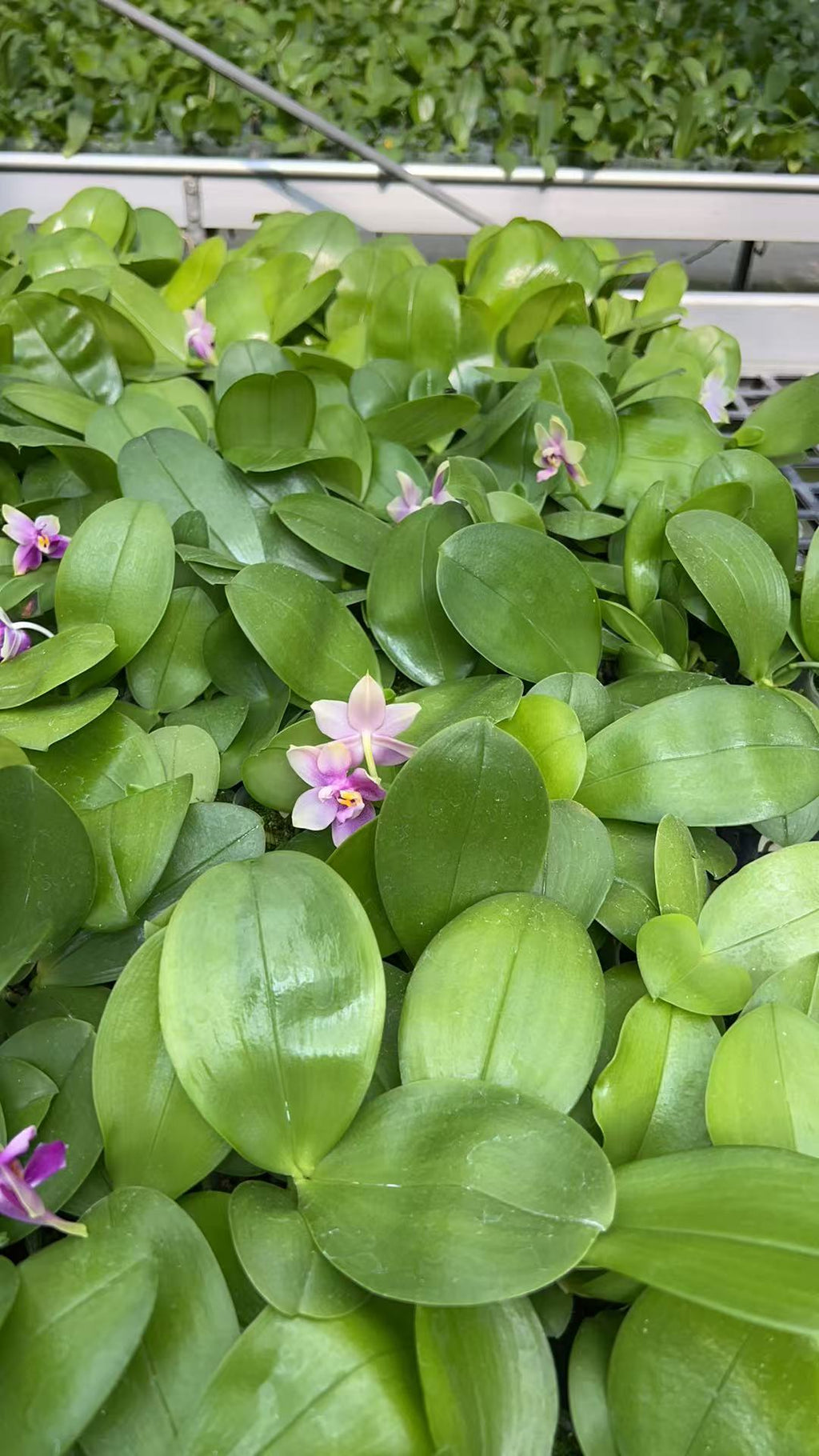 Phalaenopsis ((bellina x Chien Lung Happy Queen) X YangYang Pink Mary) ‘Jade’ X (Penang Jewel X (Yaphon Super Jaguar x Samera)) ‘Jasmine’