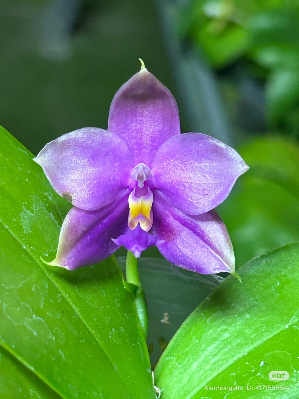 Phalaenopsis (Penang Jewel x (Yaphon Super Jaguar x Samera)) x  Penang Violacea ‘BK Forest’