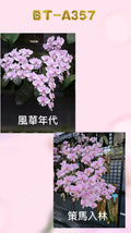 Phalaenopsis (schilleriana ‘风华年代’ x schilleriana ‘策马入林’)