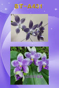 Phalaenopsis (speciosa f. blue x LD Avatar ‘Blue Bird’) BTA431