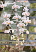 Phalaenopsis celebensis x sib