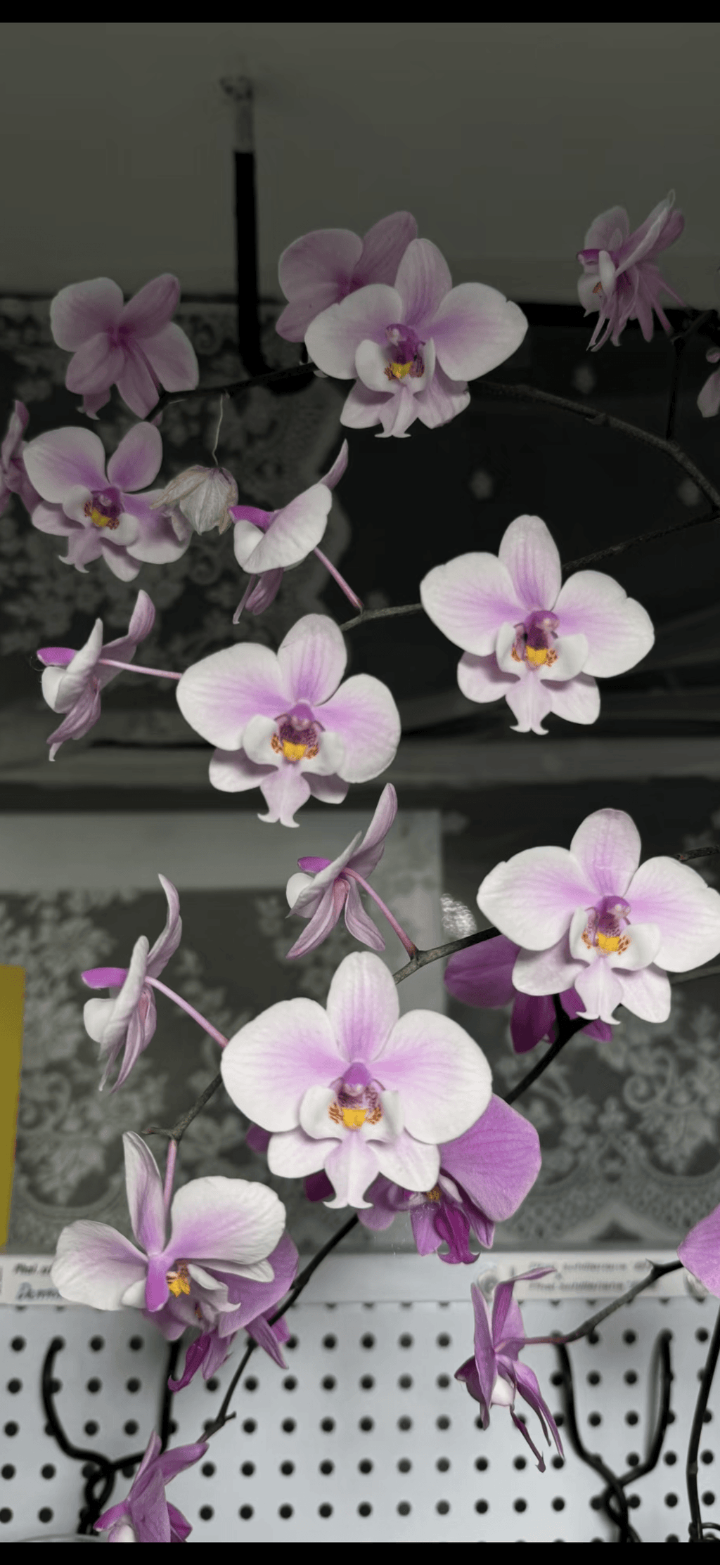 Phalaenopsis schilleriana ‘Polar Bear’ BTS262