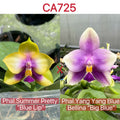 Phalaenopsis (Summer Pretty x Yang Yang Blue Bellina)