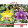 Phalaenopsis (Lucien Purple Lover x Germaine Vincent)