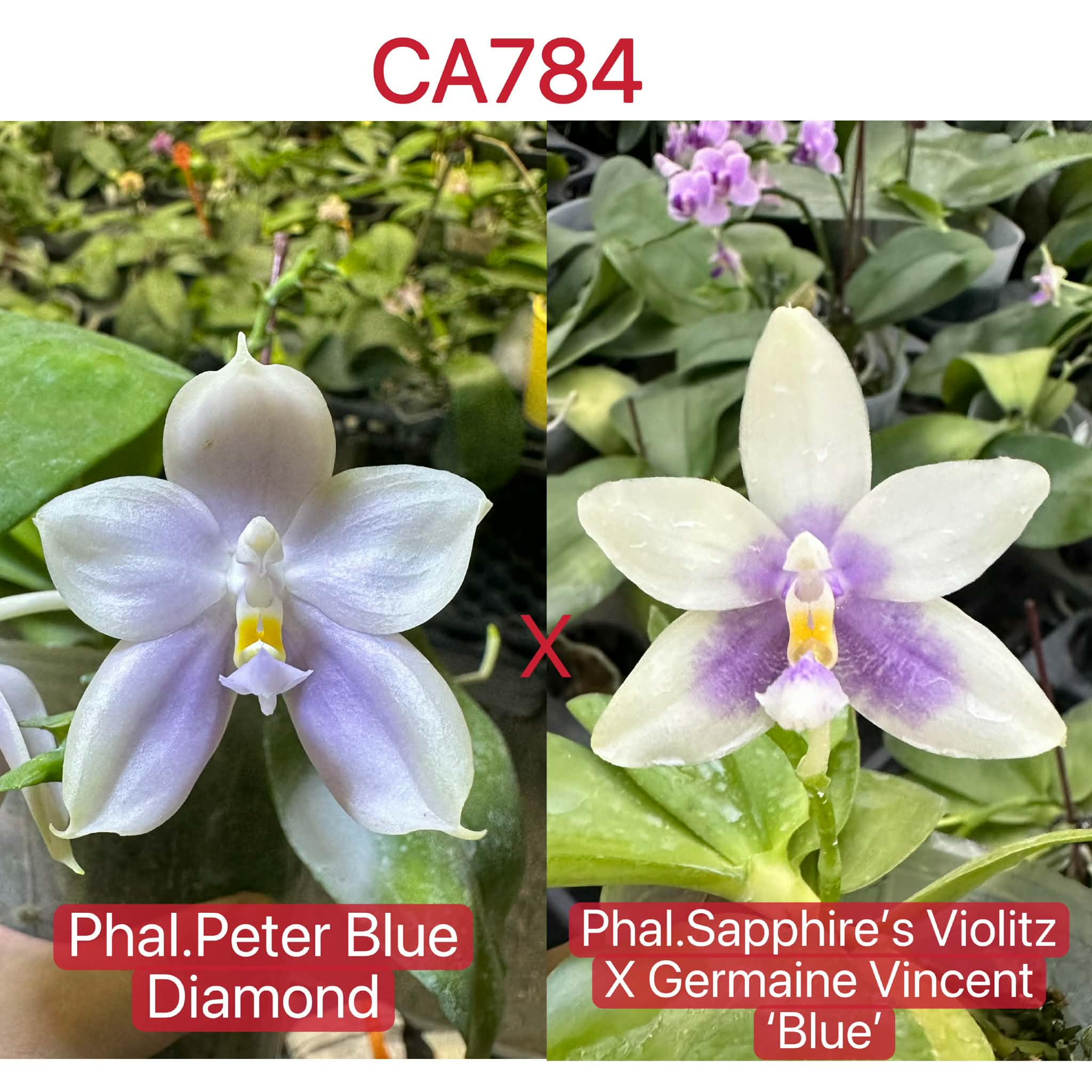 Phalaenopsis (Peter Blue Diamond x (Sapphire’s Violitz x Germaine Vincent))