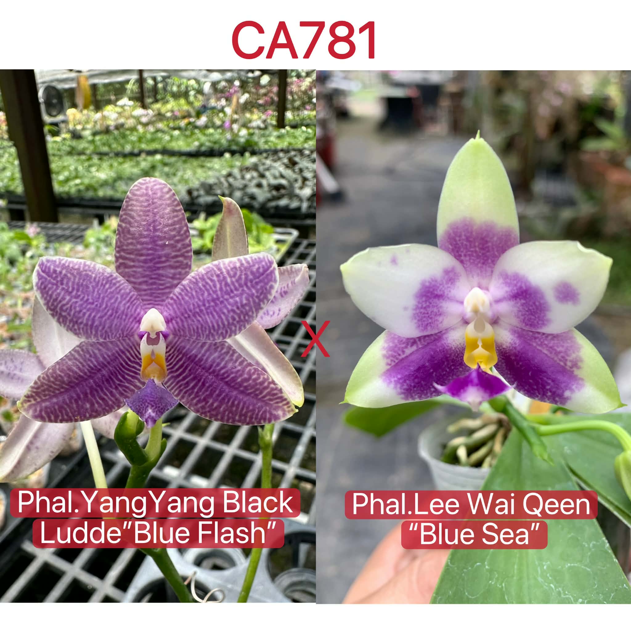Phalaenopsis (Yang Yang Black Ludde x Lee Wai Queen)