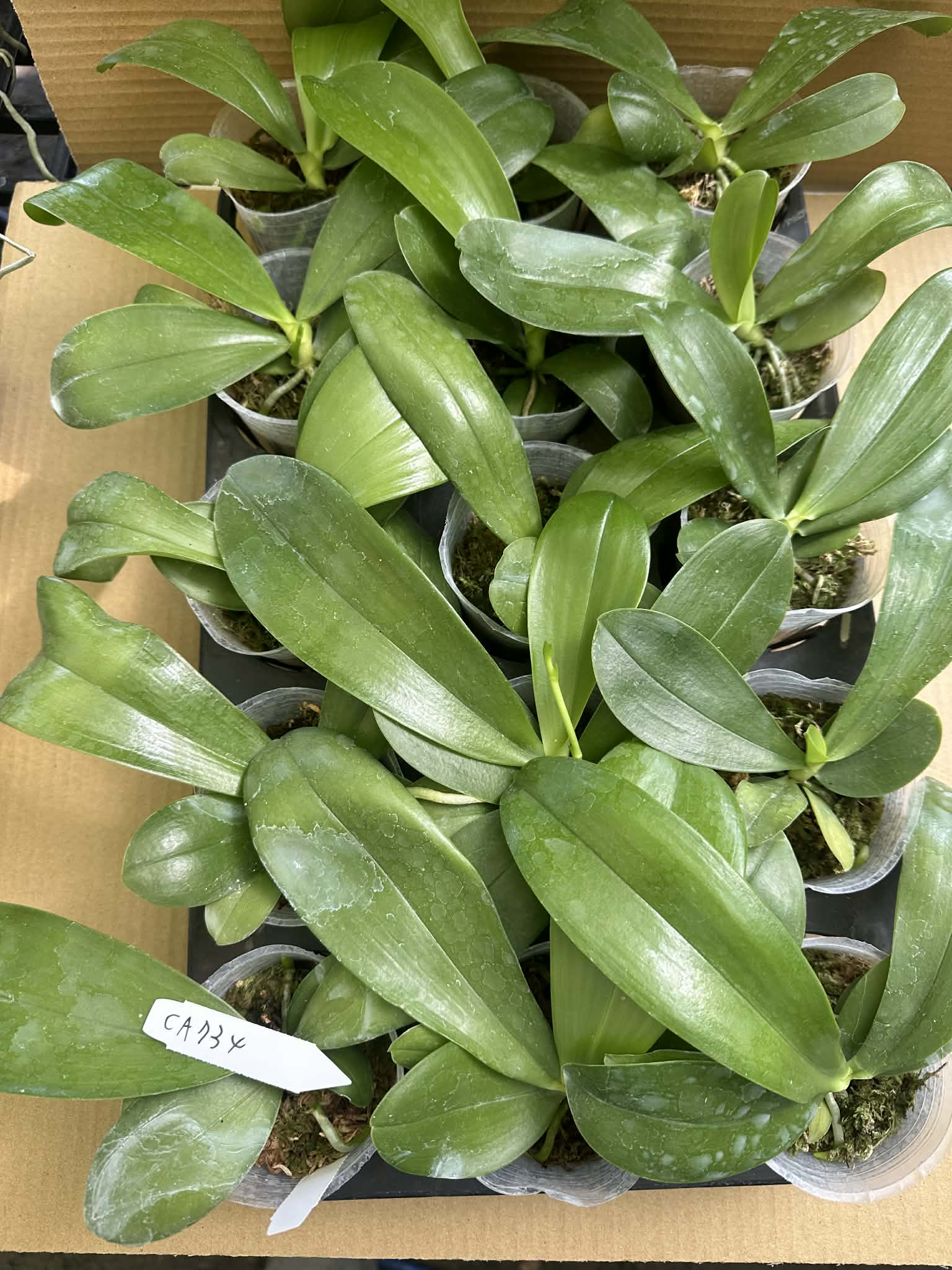 Phalaenopsis (Yaphon Blue Jewel x Lee Wai Queen)