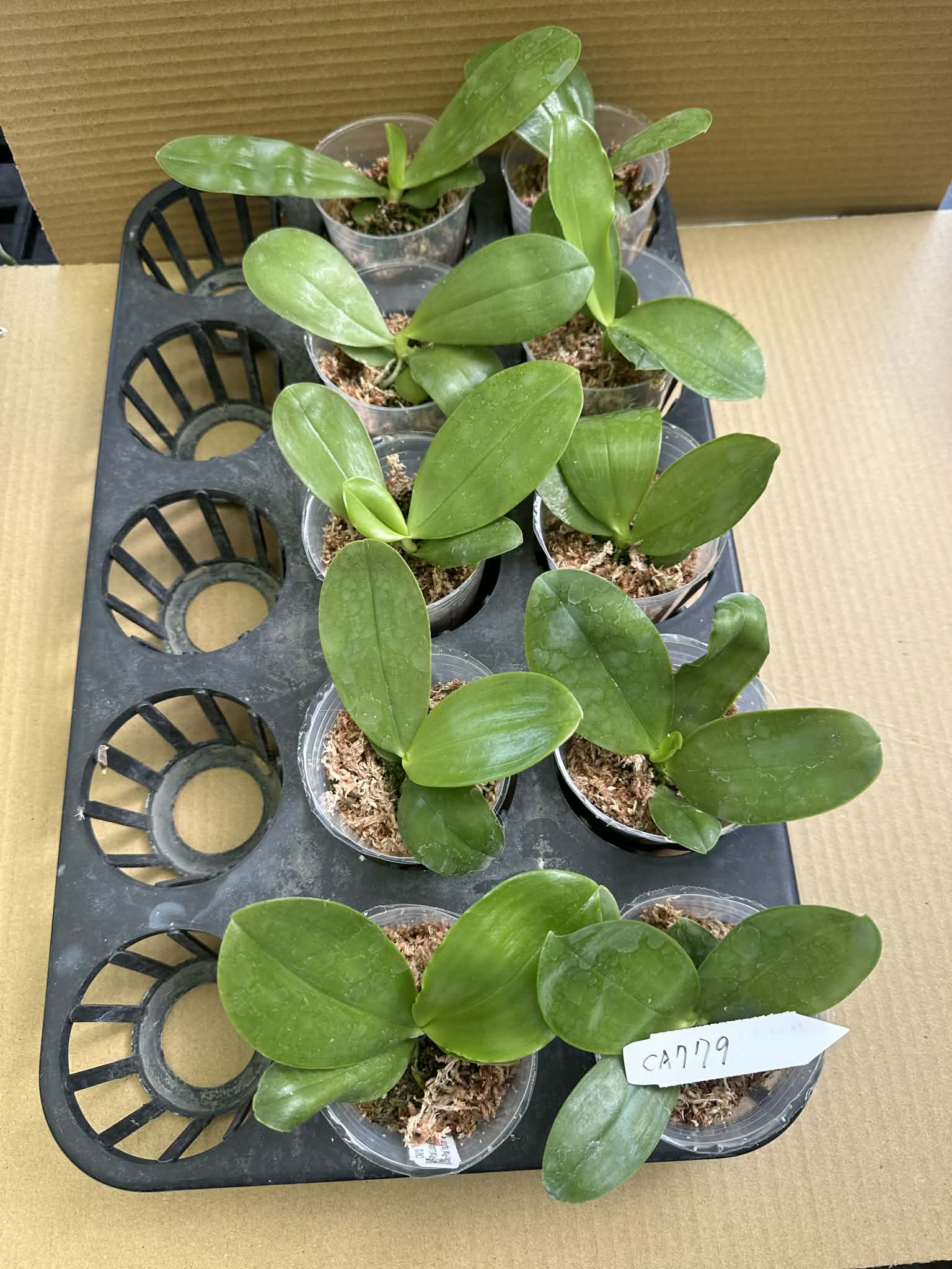 Phalaenopsis (Yang Yang Blue Bellina x Yang Yang Black Ludde)
