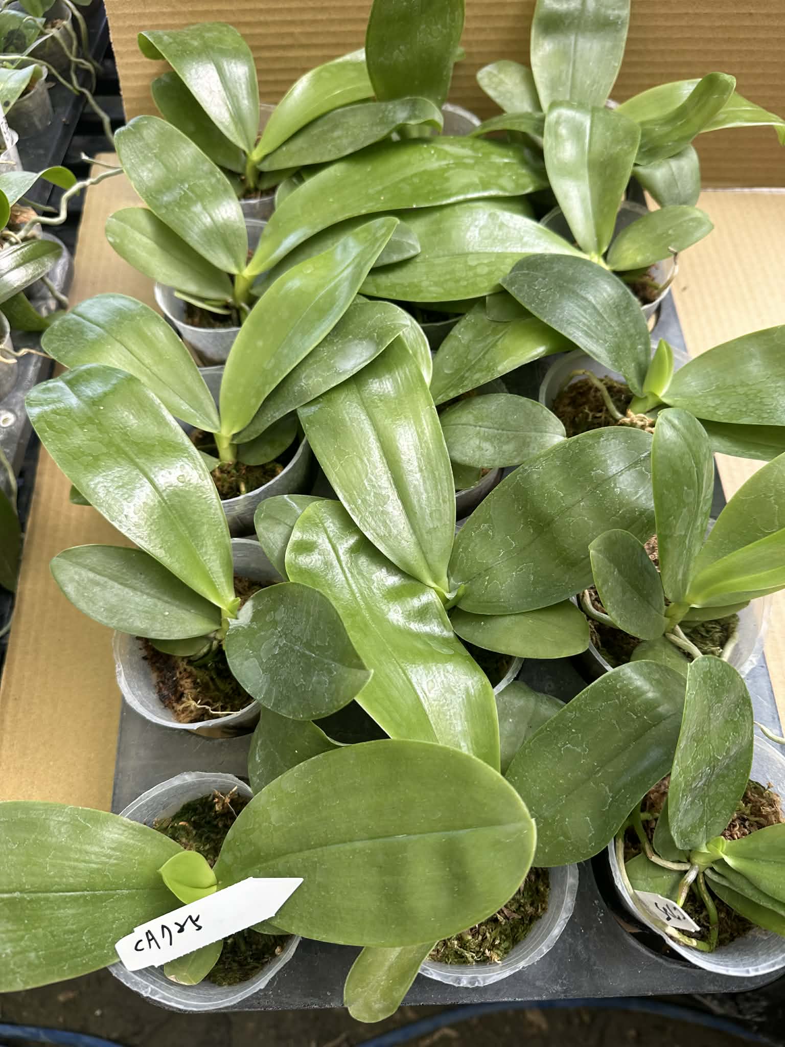 Phalaenopsis (Summer Pretty x Yang Yang Blue Bellina)