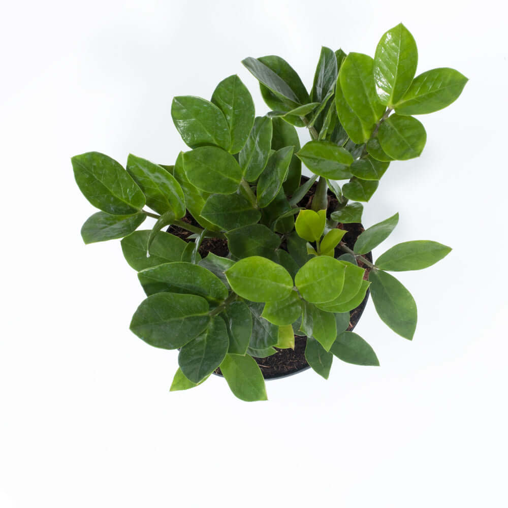 Zanzibar Gem Green ZZ Plant